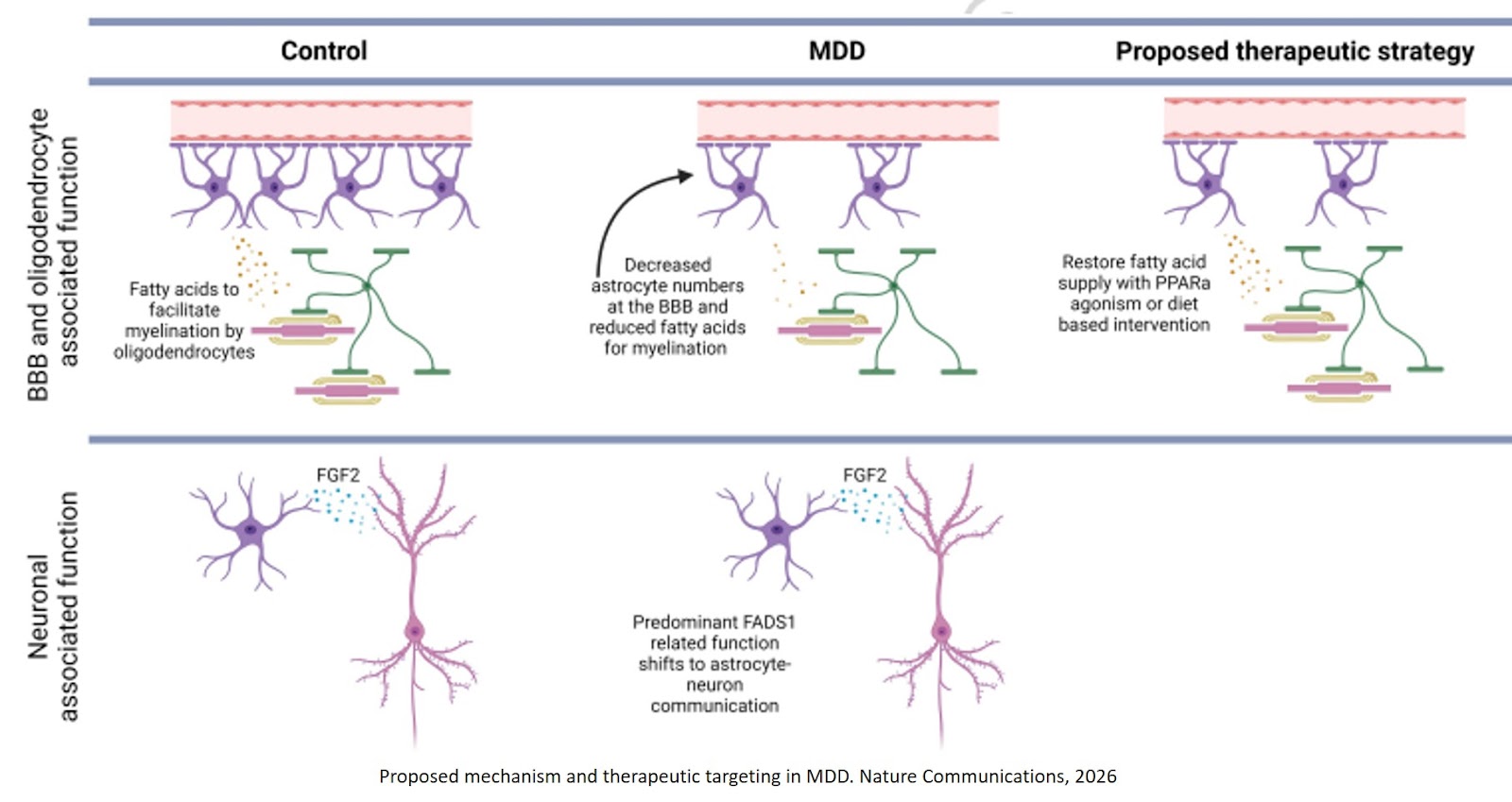 Astrocyte fatty acid metabolism as a driver of risk for major depressive disorder