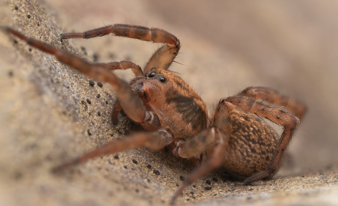 Trochosa terricola