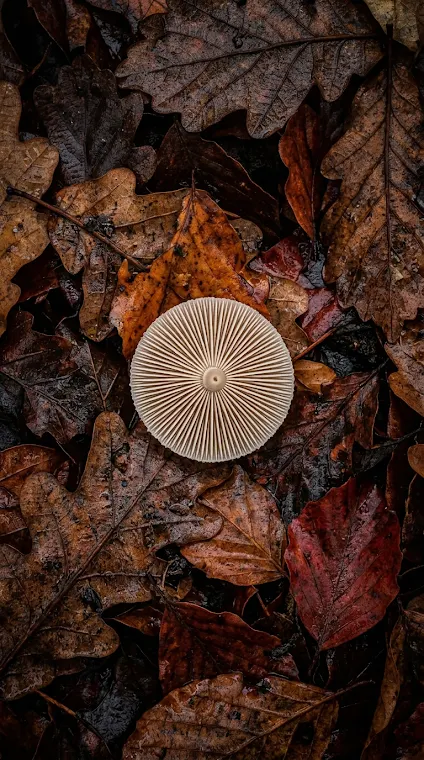 Mushroom Underside Autumn Leaves
