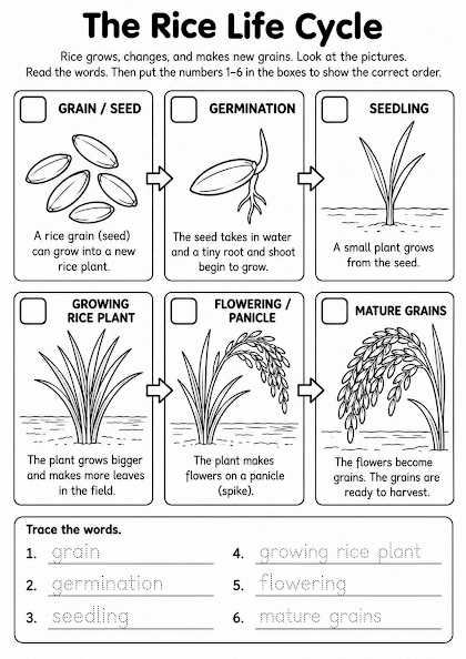 Rice Life Cycle Worksheet