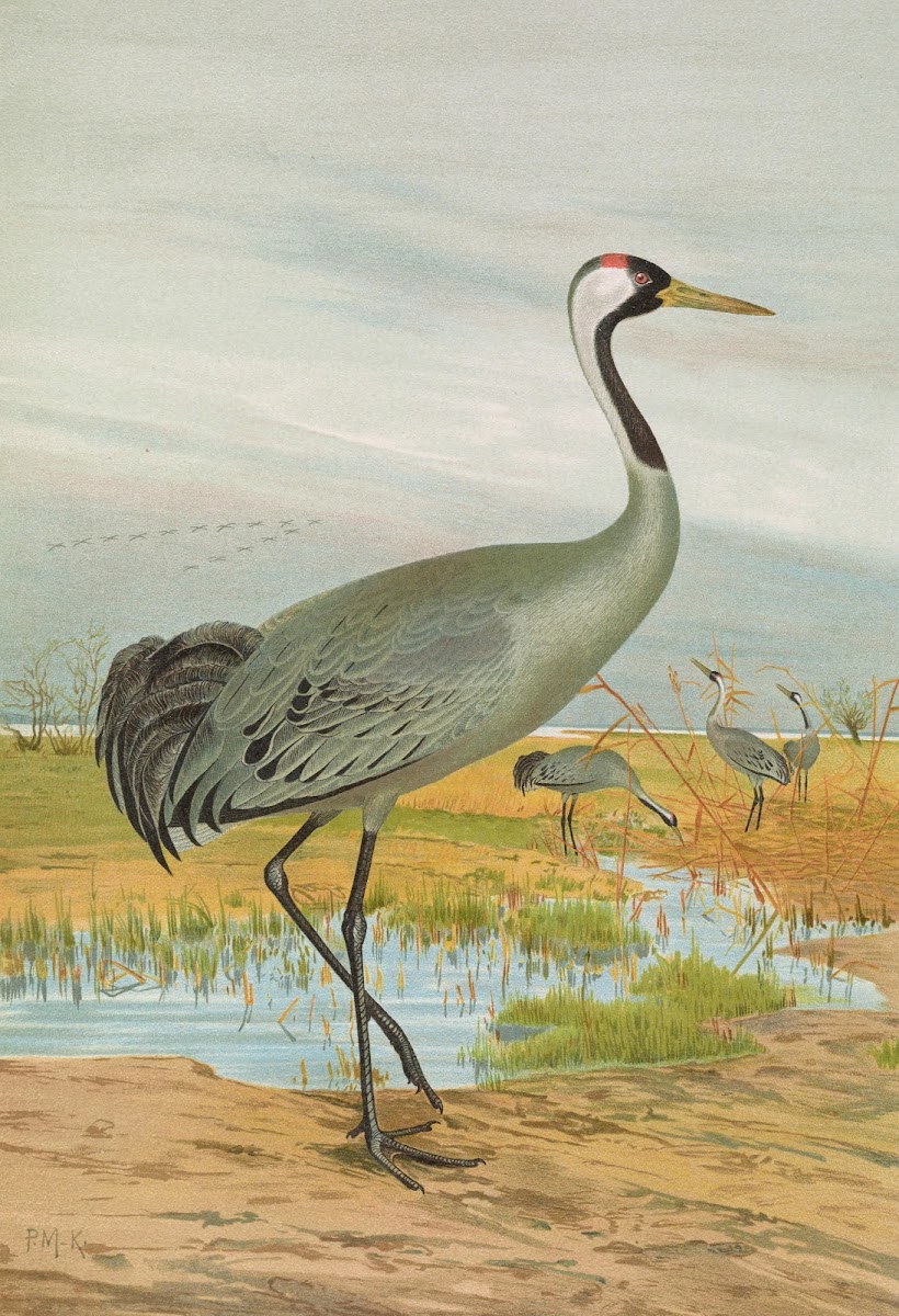 Grus grus
