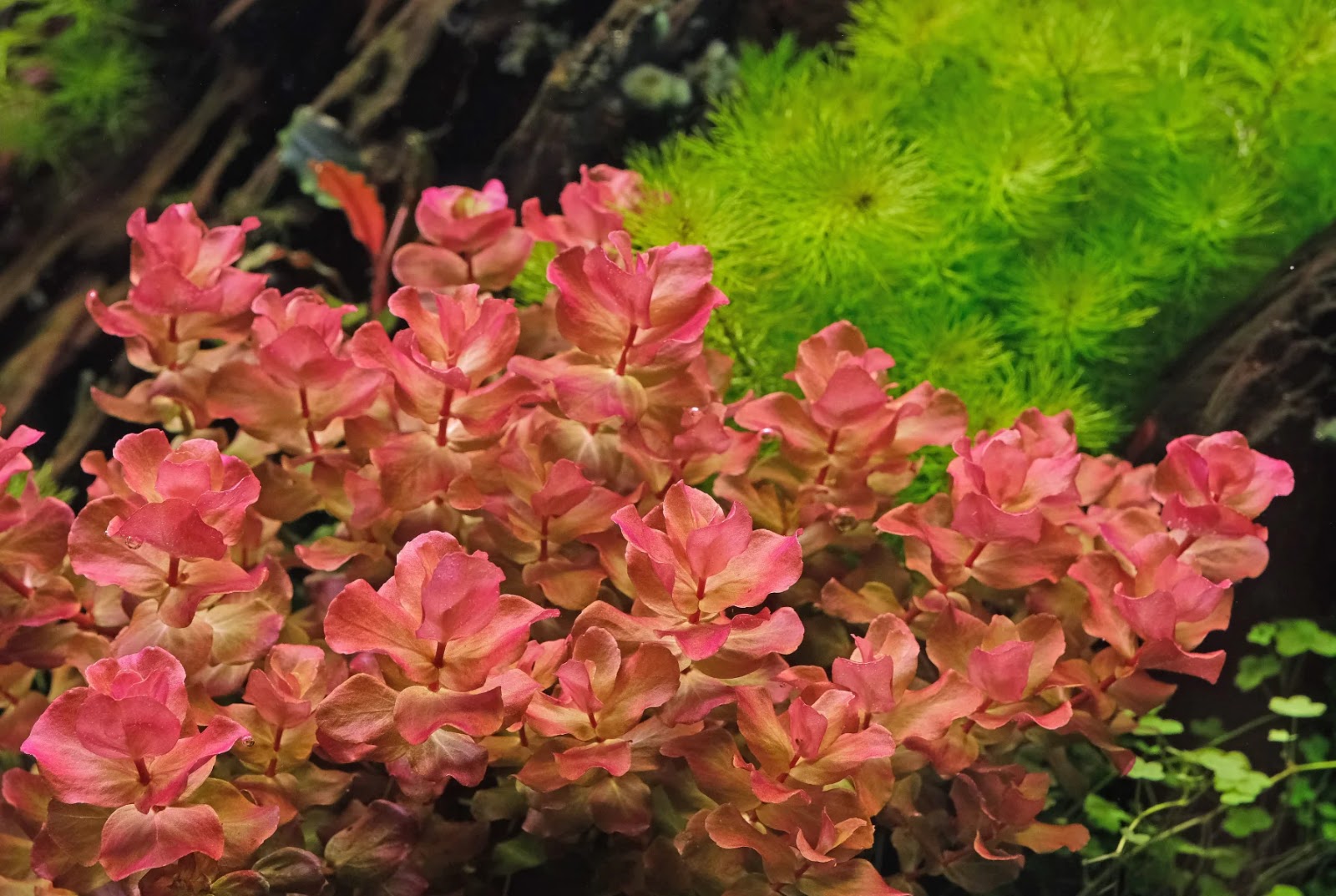Rotala macrandra ‘Narrow leaf’