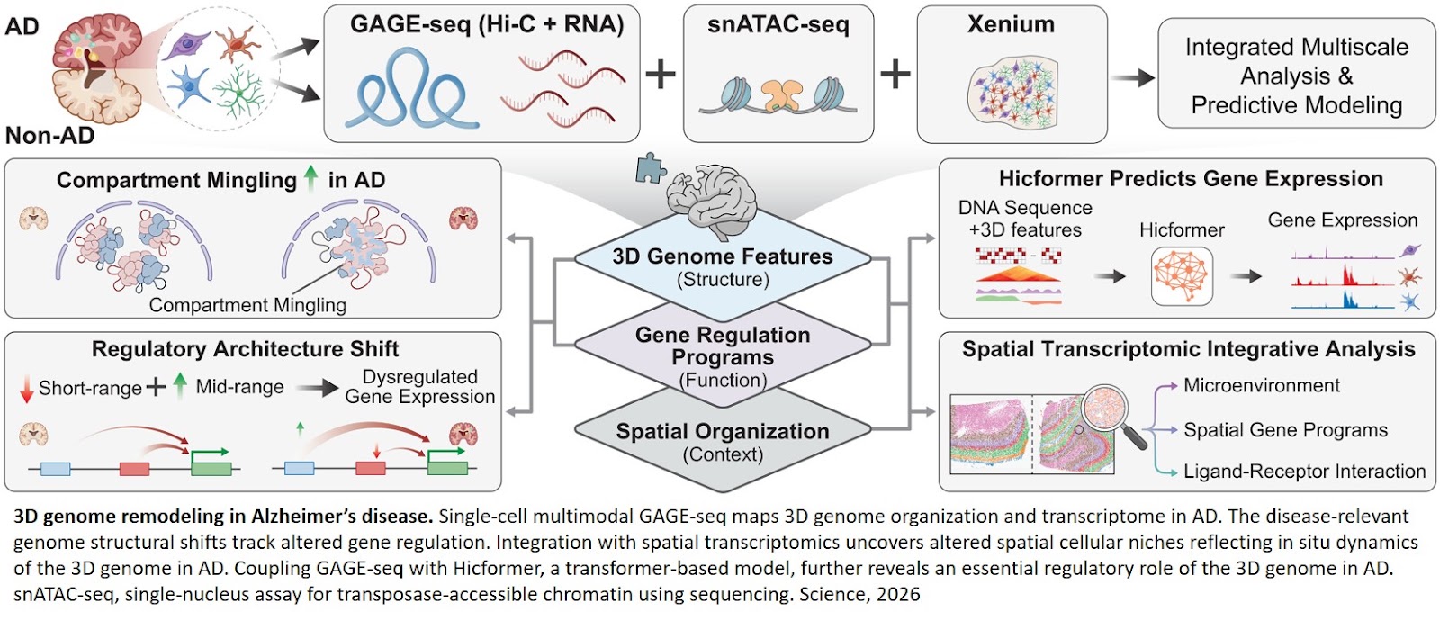 How the 3D genome differs in Alzheimer’s disease