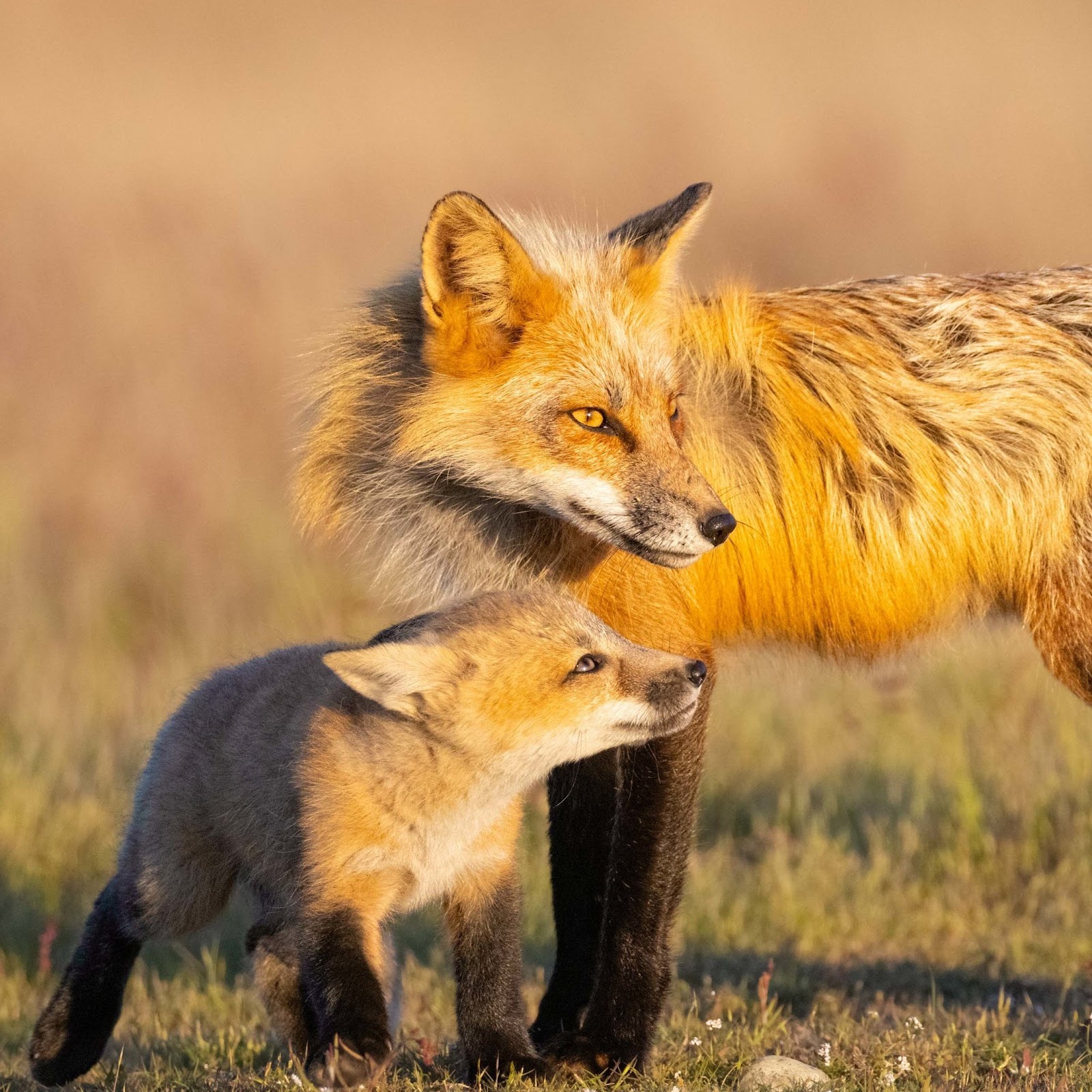 Download Fox, Foxes, Cub, Wildlife, Mammals 4K iPhone