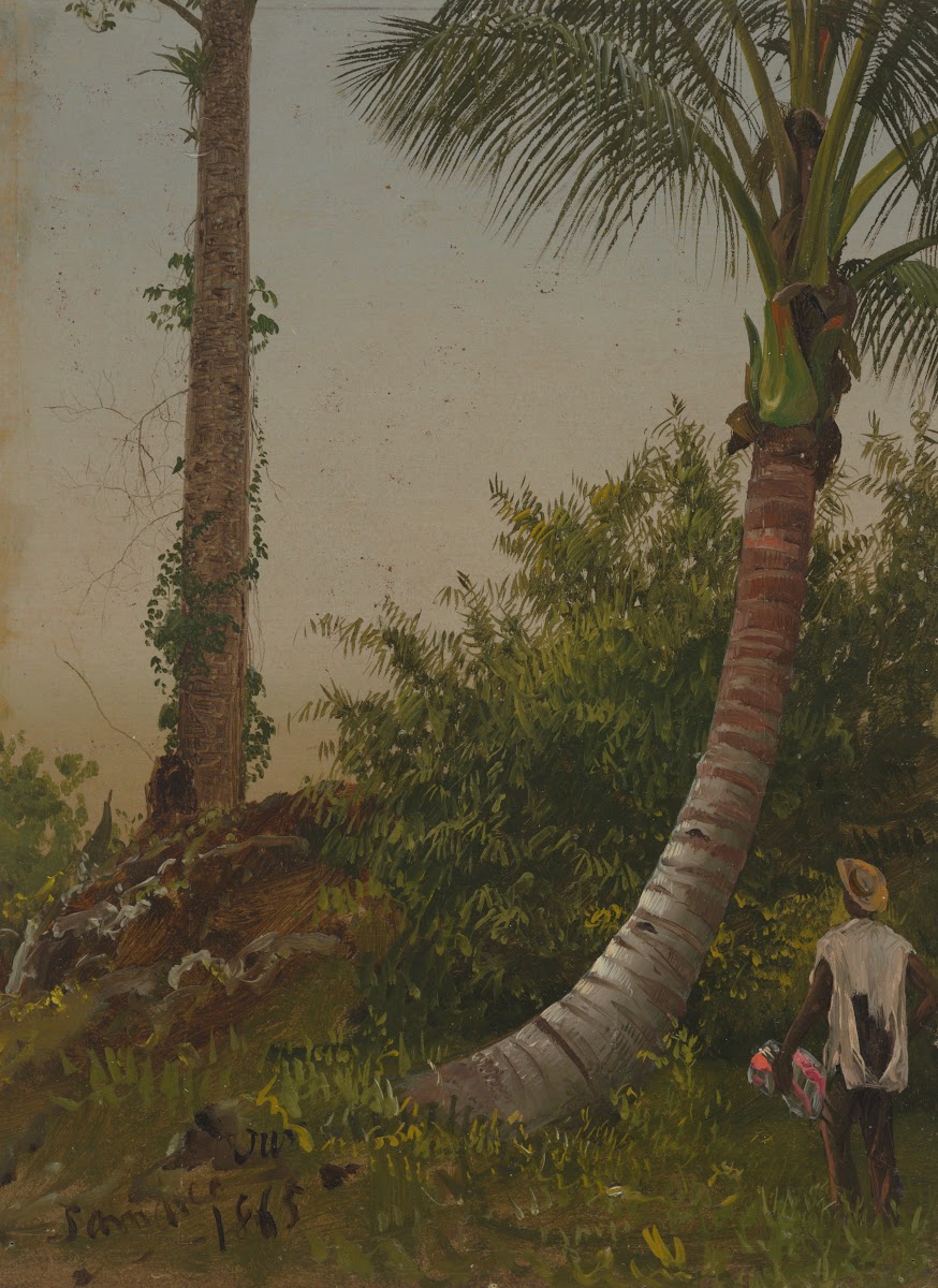 Trees in Jamaica West Indies 1865