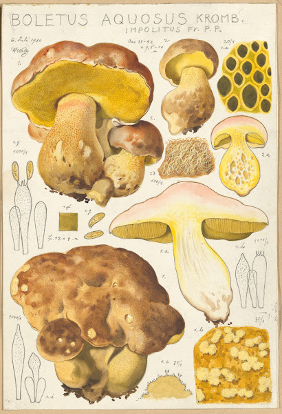 Boletus aquosus 1915 1945