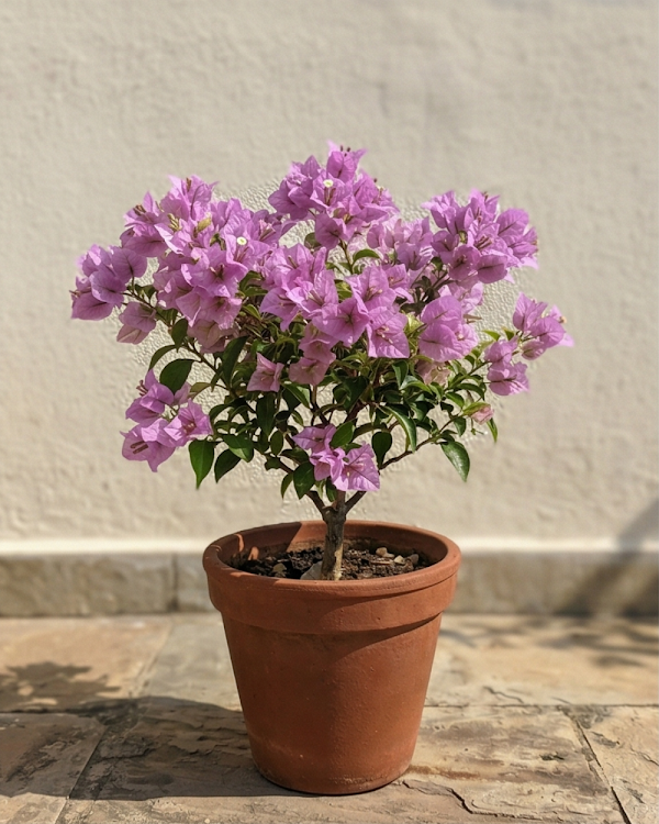 Imported Light Violet Bougainvillea Plant