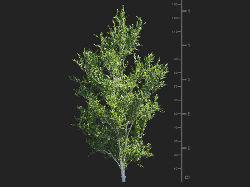 Maxtree - Plant Models Vol.112