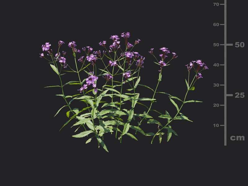 Maxtree - Plant Models Vol.116