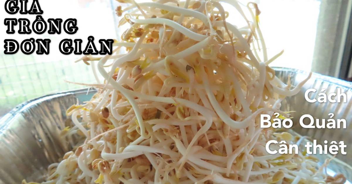 TRỒNG GIÁ TẠI NHÀ TRẮNG, DÀI