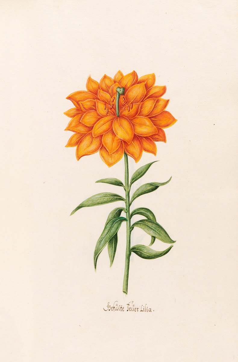 Gefülte Feüer Lilia Lily 1692
