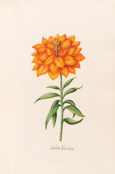 Gefülte Feüer Lilia Lily 1692
