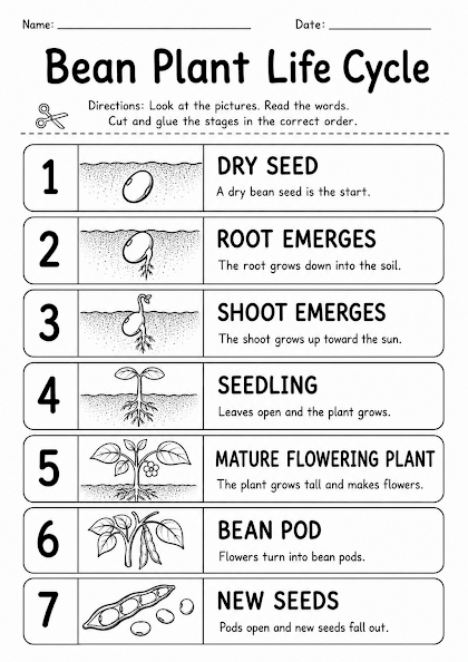 Bean Plant Life Cycle Worksheet