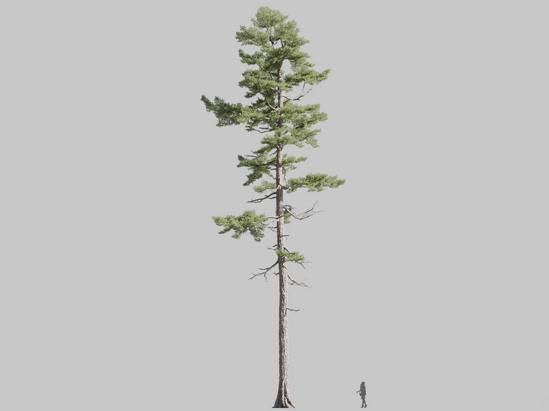 Maxtree - Plant Models Vol.126