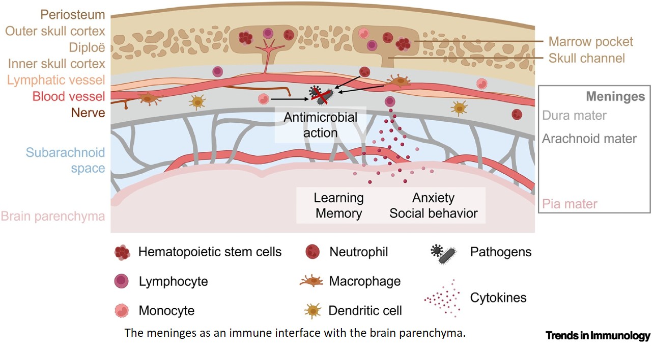 Skull channels as gateways for immune surveillance of the brain