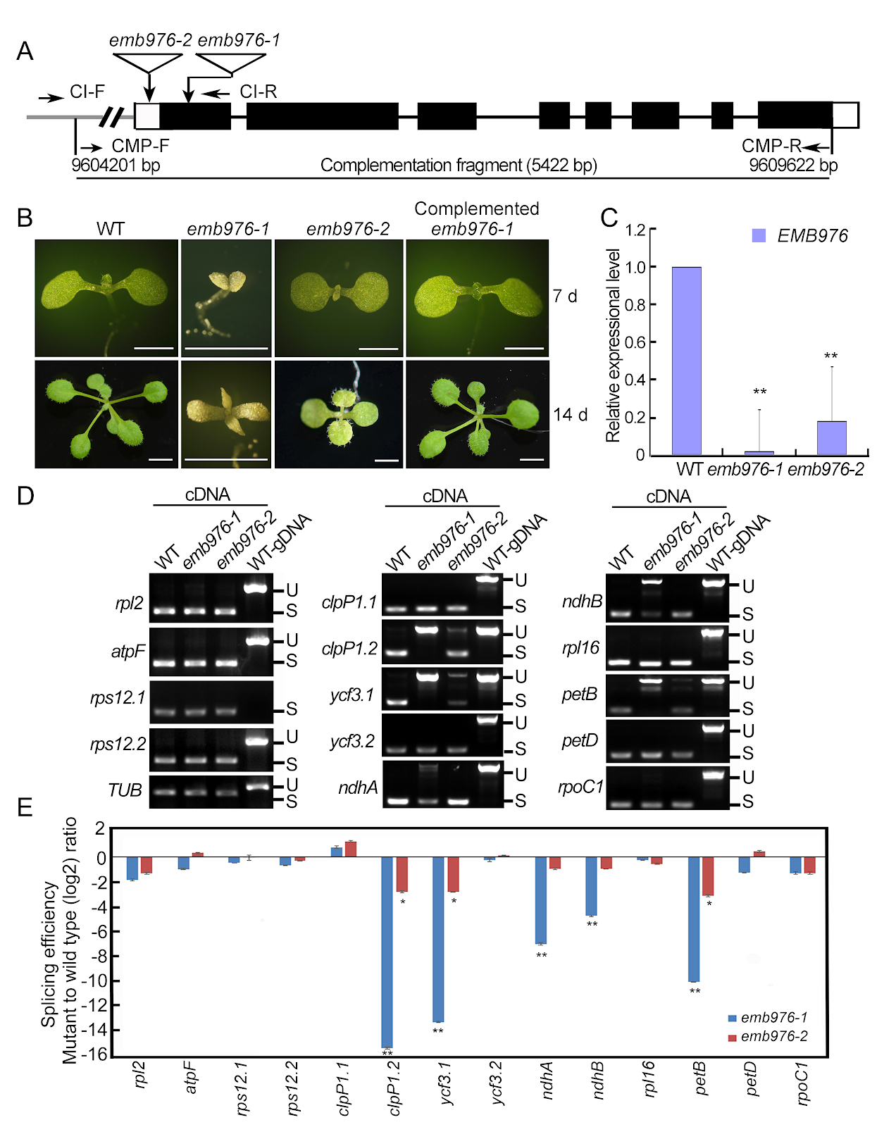 A protein-RNA complex orchestrated by EMB1006, EMB1270, EMB976, and CFM2 facilitates clpP1 intron 2 splicing in Arabidopsis chloroplasts