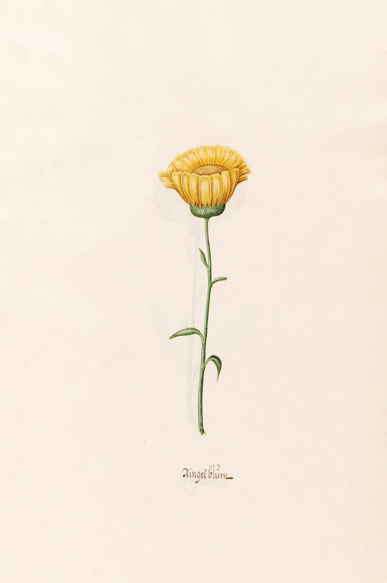 Ringelblüm 1692