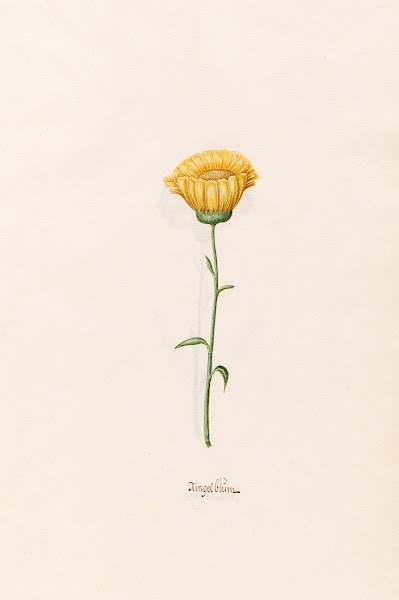 Ringelblüm 1692