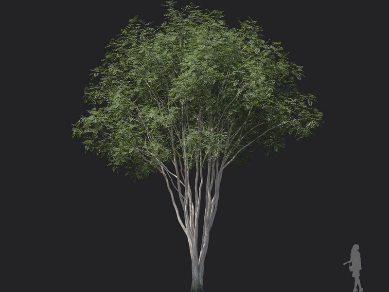 Maxtree - Plant Models Vol.121