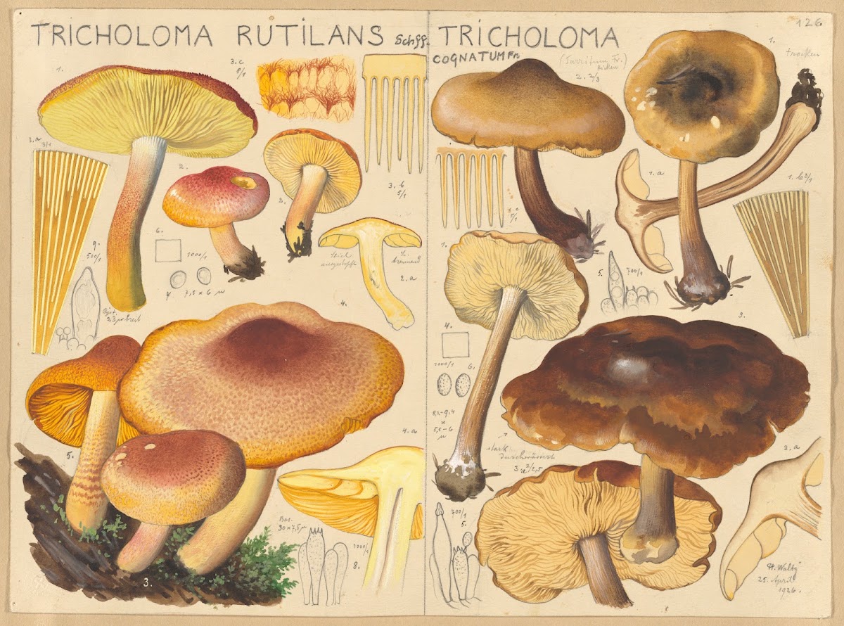 Tricholoma rutilans Tricholoma cognatum 1915 1945