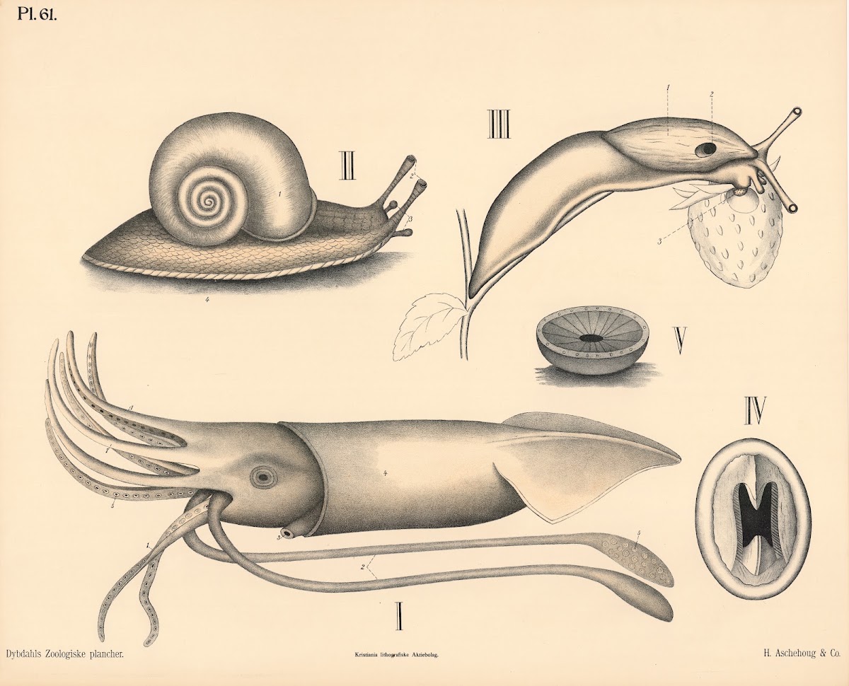 Bløddyr Blæksprutter og snegler 1881