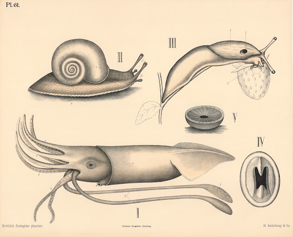 Bløddyr Blæksprutter og snegler 1881