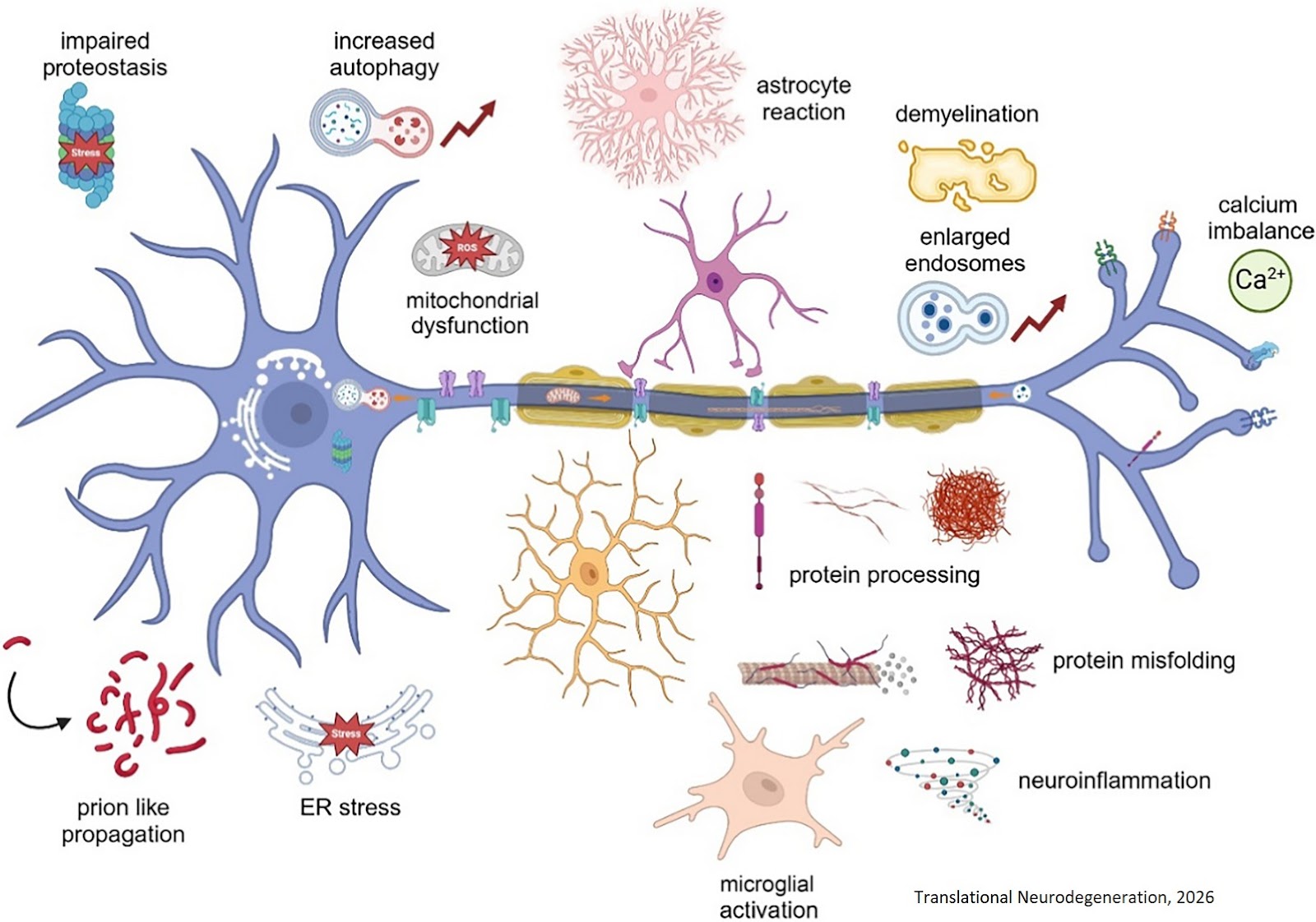 Mechanisms of axonopathy