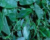 Ảnh Bước 1