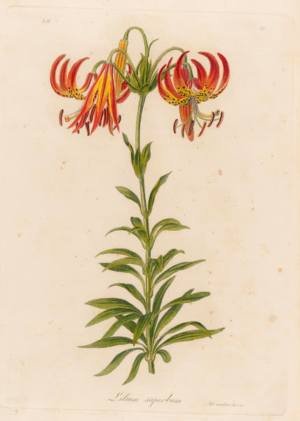 Lilium superbum 1818 1824