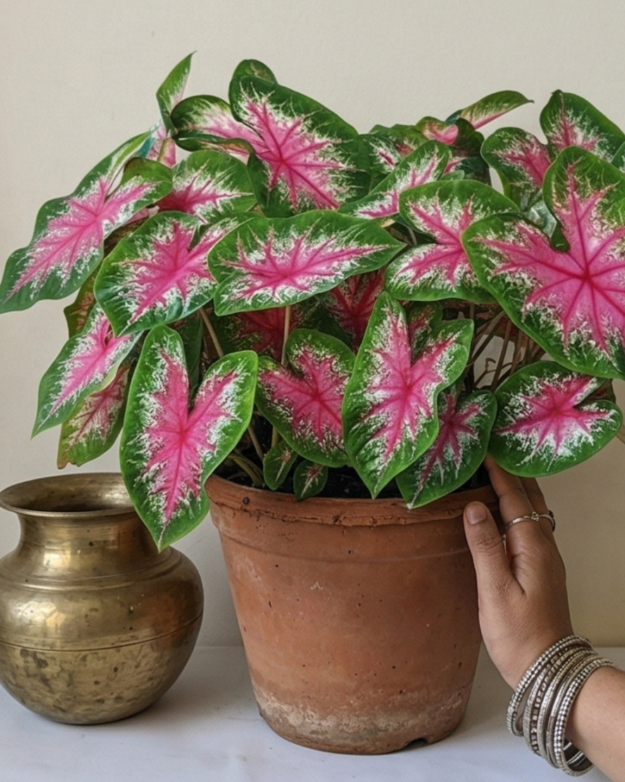 Indian Caladium Plant — view 5
