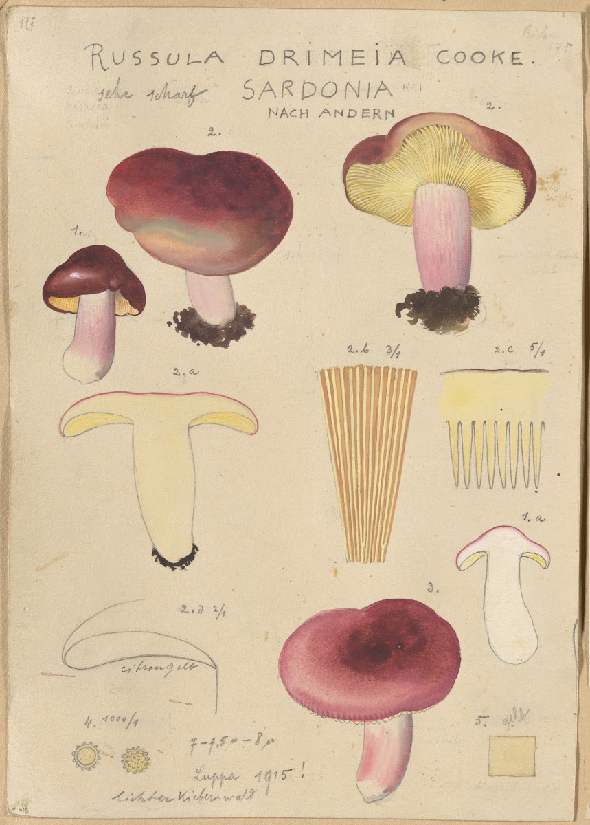 Russula drimeia 1915 1945