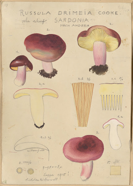 Russula drimeia 1915 1945