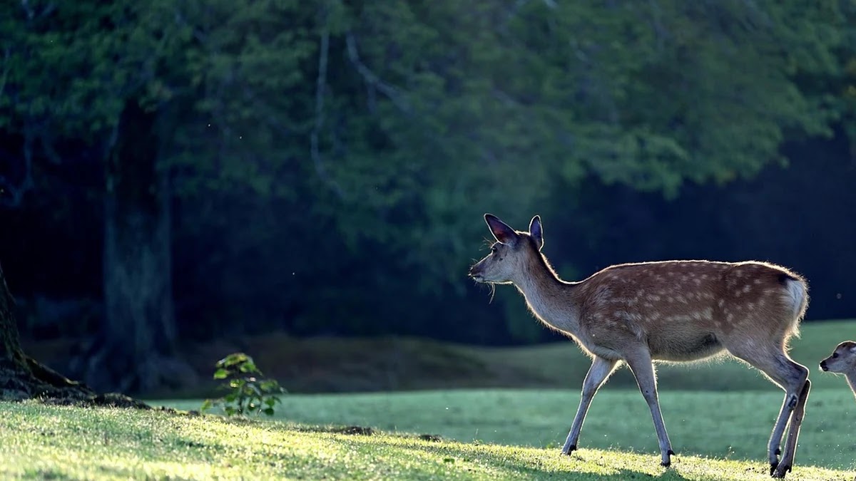 한부모가정 아동 양육비 지원 정책별 신청 기준