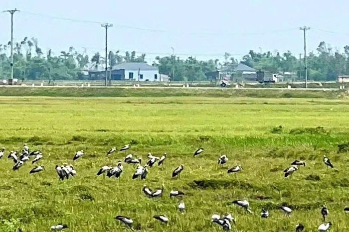 Hàng trăm con chim xuất hiện tại Hà Tĩnh: Loài quý hiếm trong Sách đỏ - Báo Tri thức &amp; Cuộc sống