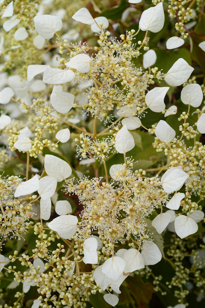 Schizophragma hydrangeoides 'Snow Sensation' con fiori bianchi su muro storico