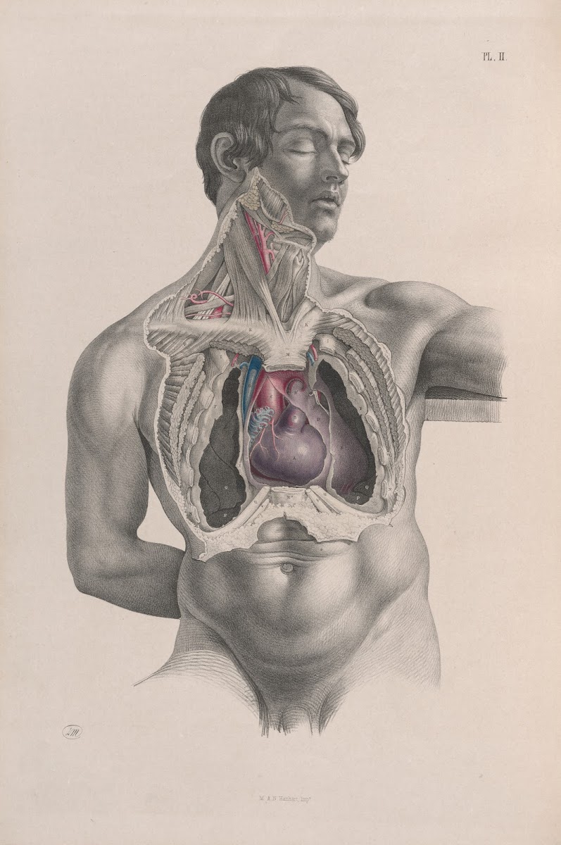 Surgical anatomy Pl02 1856