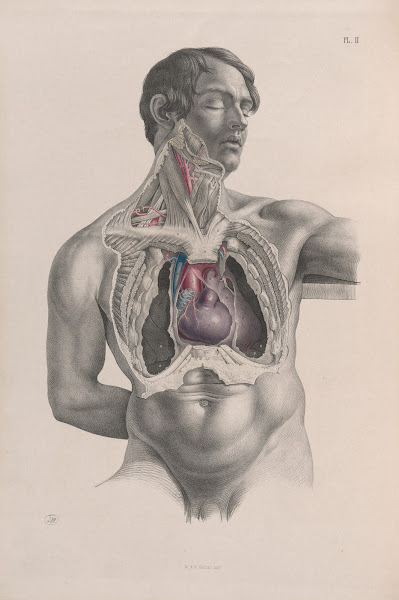Surgical anatomy Pl02 1856