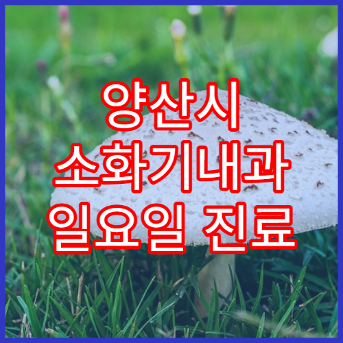 양산시 소화기내과 일요일 진료 병원 위장 트러블 주말 진료 안내