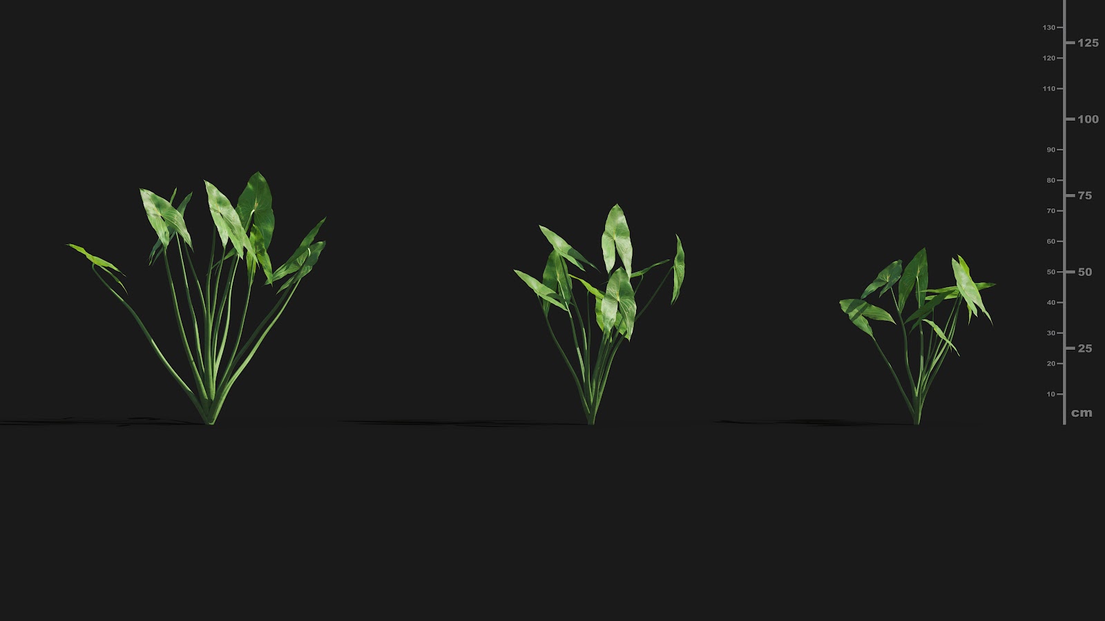 Maxtree - Plant Models Vol.29