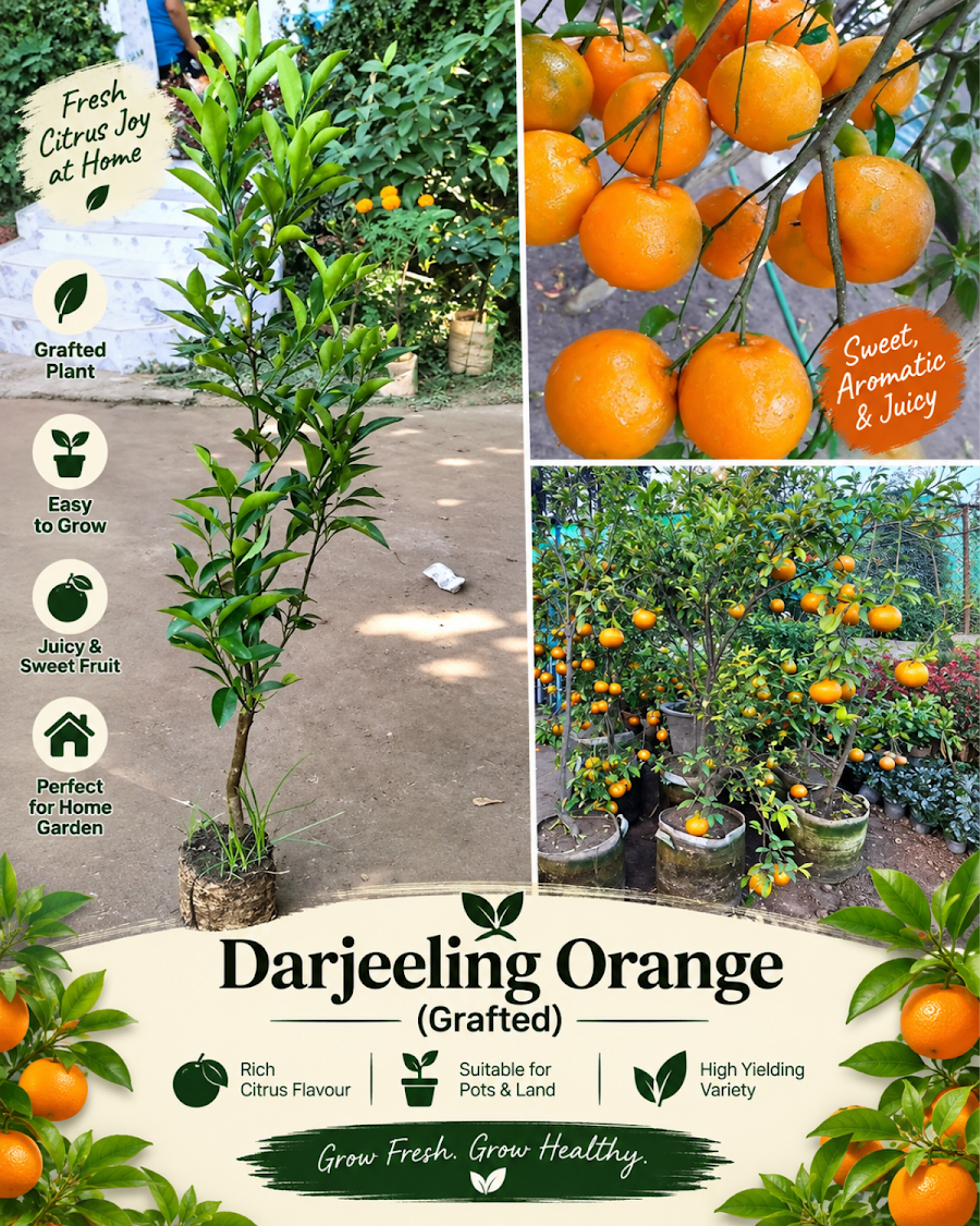 Grand Home Orchard Combo — view 6
