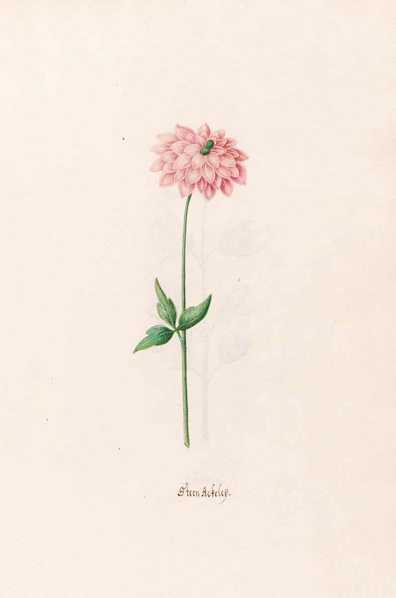 Stern Ackeleÿ 1692