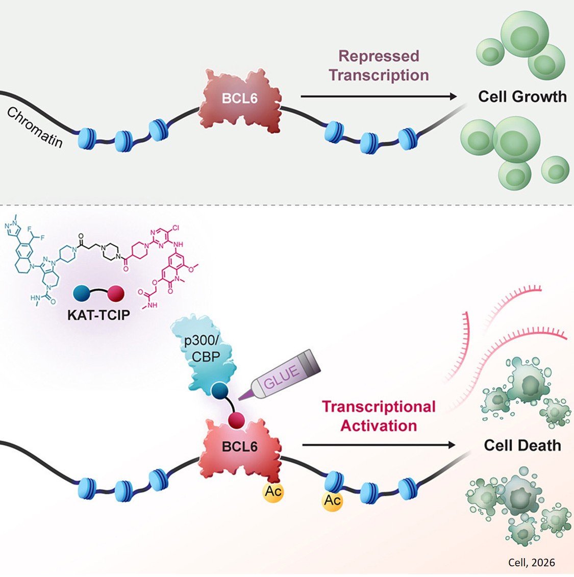 ‘Molecular glue’ turns a cancer driver into a built-in kill switch
