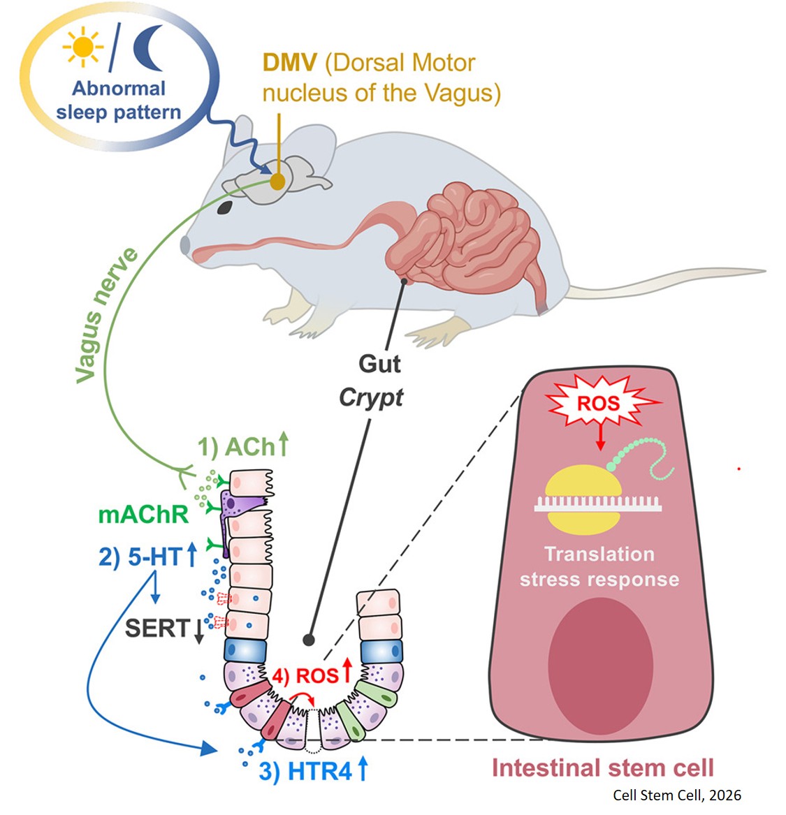 Sleep disturbance triggers aberrant activation of vagus circuitry and induces intestinal stem cell dysfunction