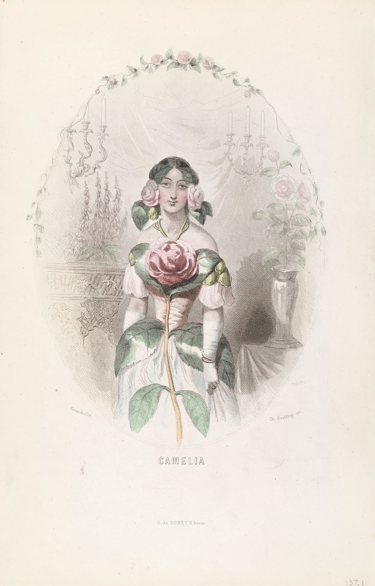 Camelia 1840s