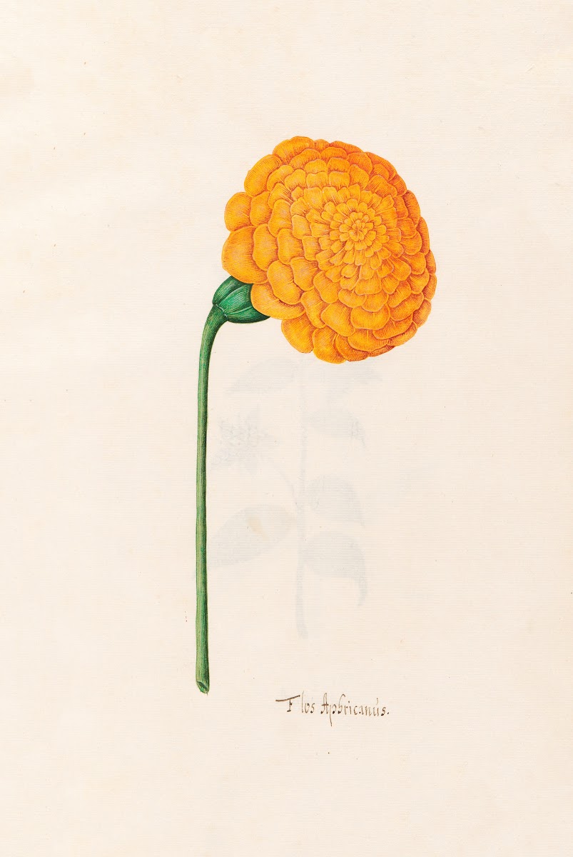 Flos Aphricanüs 1692