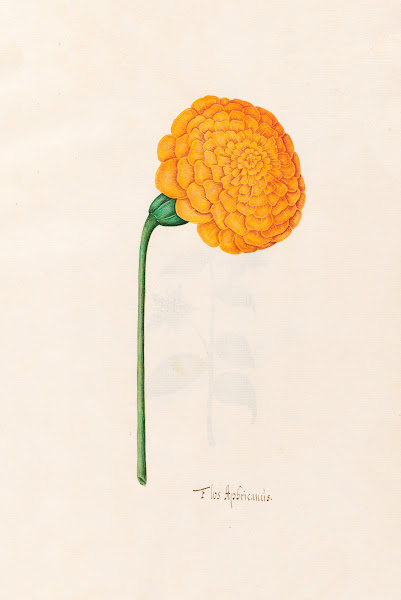 Flos Aphricanüs 1692