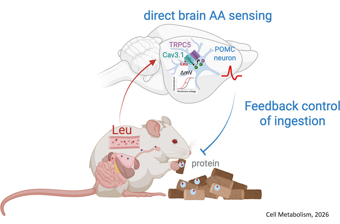 Cav3.1 is a neuronal leucine sensor that mediates satiety and weight loss in response to dietary protein