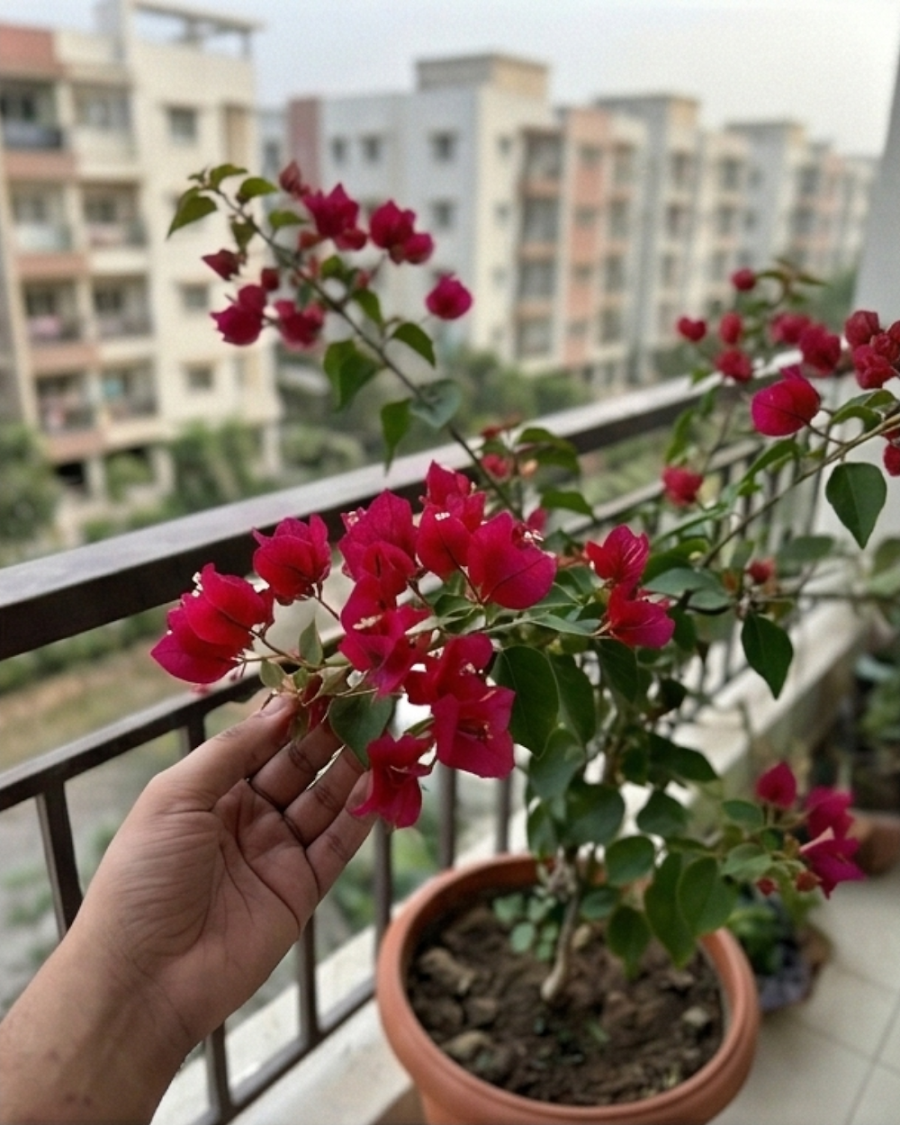 Imported Ruby Bougainvillea Plant — view 2