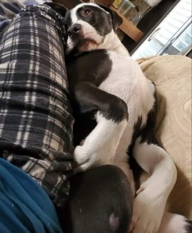 PARVO