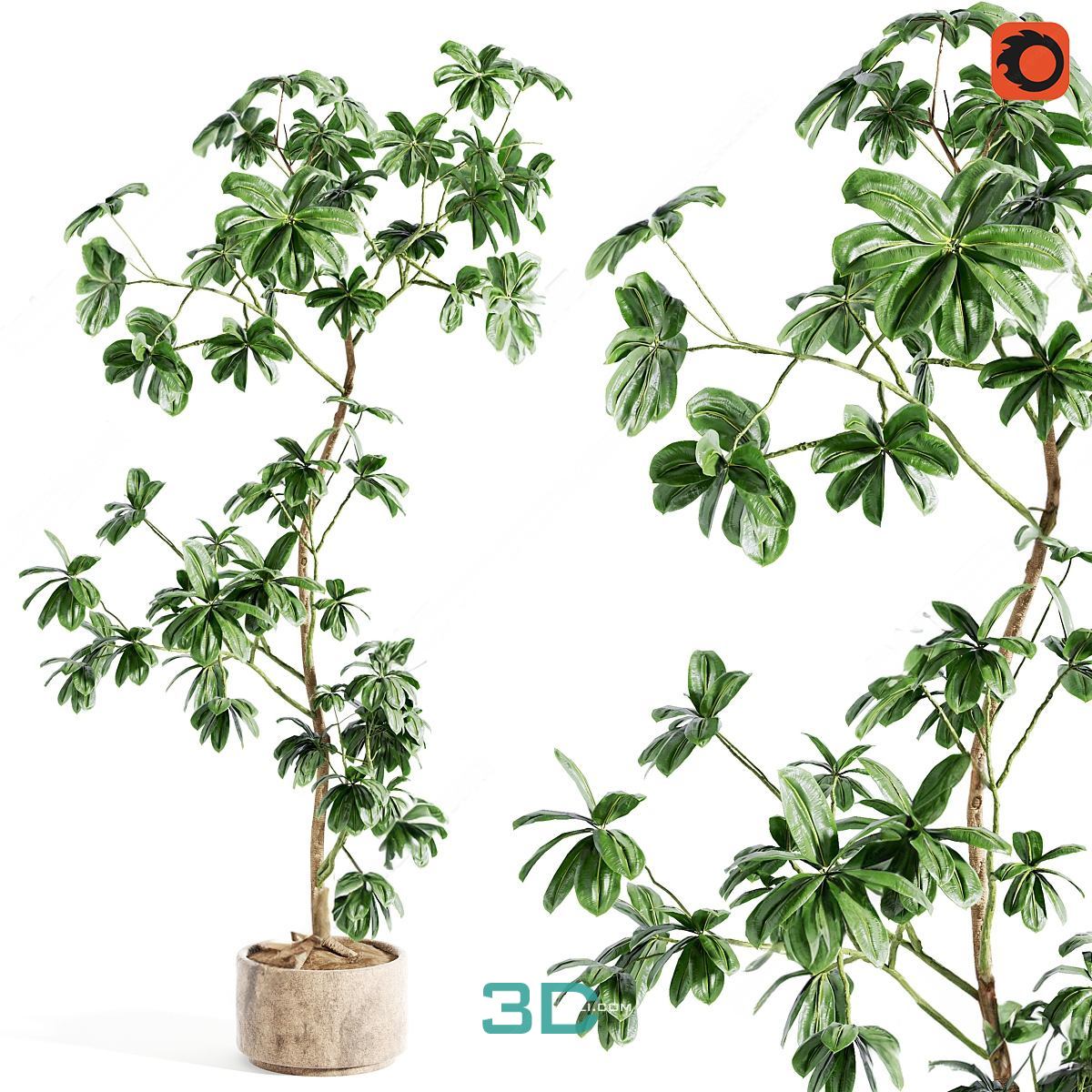 978.Sell Album Indoor Plant PRO Vol 01